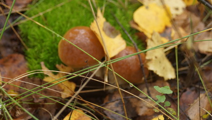 autumn leaves on grass