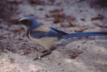 Florida Scrub Jay (Aphelocoma Coerulescens)
