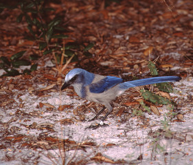 Florida Scrub Jay (Aphelocoma Coerulescens)