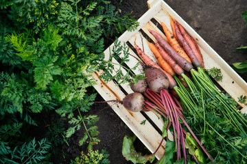 Bunch of fresh organic carrots and beets in a wooden box. Harvest season. Top view.