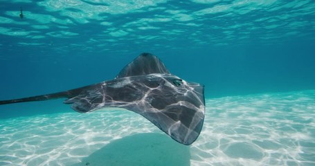 Amazing stingray swimming gracefully underwater and casting a shadow on sandy ocean floor, stingray adventure