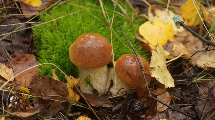 mushroom in the forest