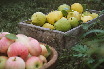 Harvesting pears and apples. Organic apples and yellow ripe pears in the garden.