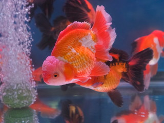 Close-up side of Oranda Goldfish (Carassius auratus) orange-white color diving in fresh water glass tank.