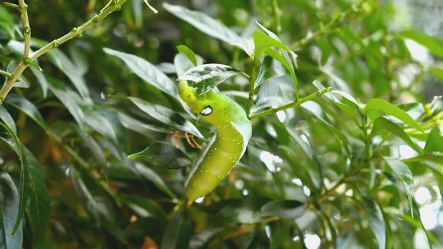 Daphnis nerii caterpillar or oleander hawk-moth, eating green crape jasmine leaves in the tropical garden.