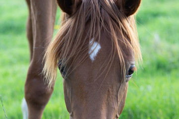 Close up brown horse with funny hairstyleand  big eyes