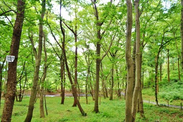 森　緑　夏　風景　池　木漏れ日　杤木