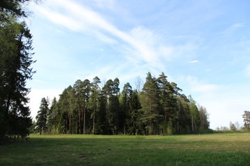 Small forest in a large clearing, summer Sunny day, blue sky with clouds