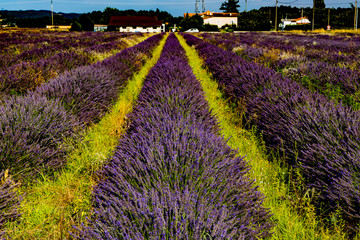 Naklejka premium .Beautiful lavender field in summer.
