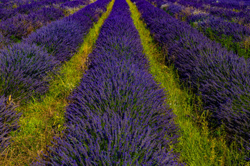 Plakat .Beautiful lavender field in summer. Natural background.