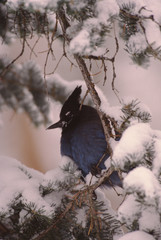 Steller's Jay (Cyanocitta Stelleri)
