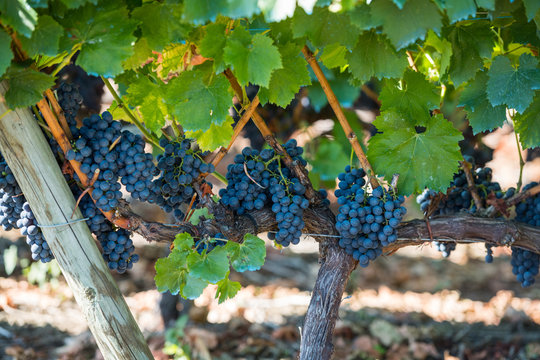 Red grape vines in espalier treated with sulphate in Ribera Sacra, Tronceda, Ourense, Galicia, Spain.