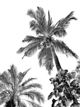 Palm leaves isolated  on white background with copy space.Black and white picture.coconut tree