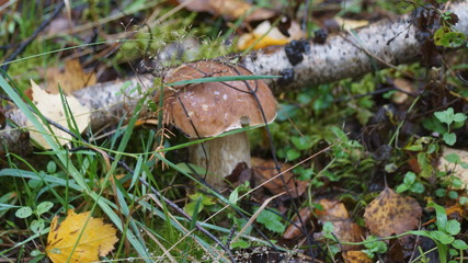 mushroom in the forest