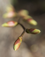 Close-up of tree twig with buds on brown background