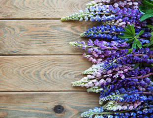 Obraz premium pink and purple lupine flowers