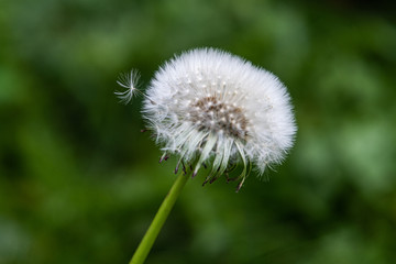 Fototapeta premium Close up of dandelion, very selective focus