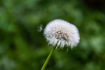 Close up of dandelion, very selective focus