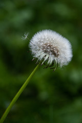 Close up of dandelion, very selective focus