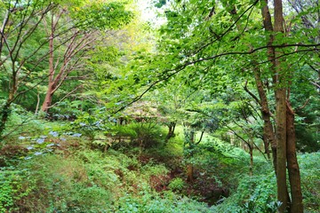 森　夏　木漏れ日　公園　杤木　日本