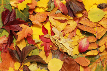 Naklejka na ściany i meble Background formed with bright autumn leaves 