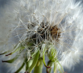 Maco image of dandelion seed head.