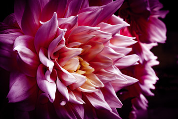 Pink Dahlie aufblühen