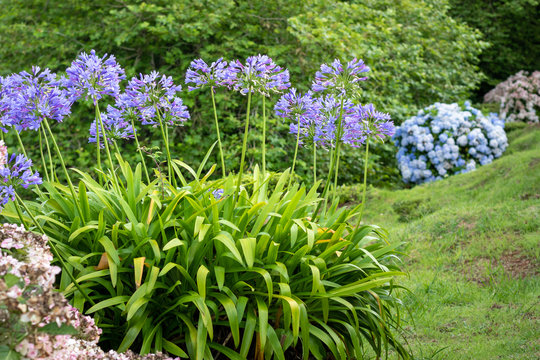 Lilies of the Nile flower - Agapanthus