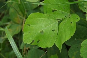 虫食いの葉っぱ