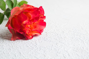 One colorful pink rose over white textured concrete background with copy space