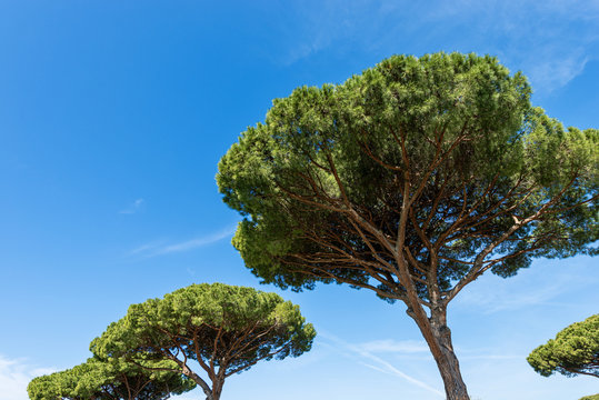 Maritime pines on a blue clear sky with clouds. Mediterranean region, Ostia antica, Rome, Latium, Italy, Europe