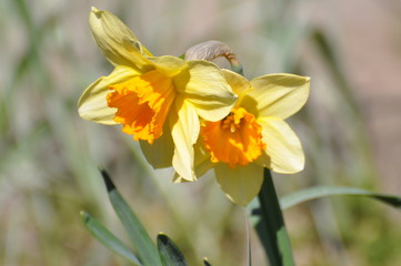 Narzissen im Frühling