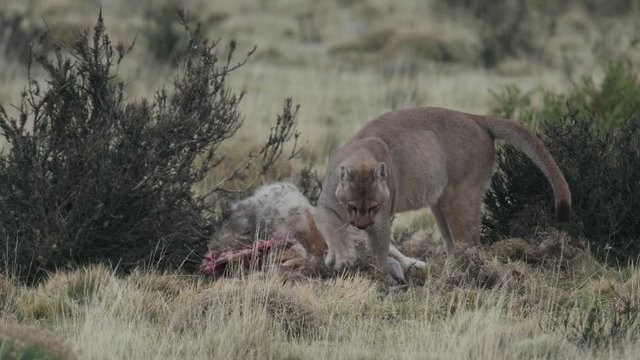 Young Puma covers kill after feeding