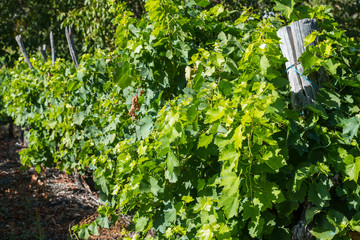 Vineyards in Ribera Sacra, Tronceda, Ourense, Galicia, Spain.