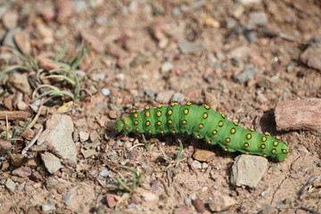 ORUGA VERDE CON MANCHAS AMARILLAS SOBRE LA TIERRA