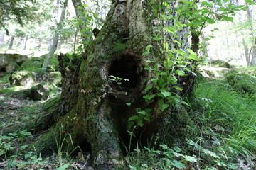 TRONCO DE UN ÁRBOL CON UN HUECO REDONDO QUE PUEDE SERVIR COMO MADRIGUERA DE ALGÚN PEQUEÑO ANIMAL © Nardice
