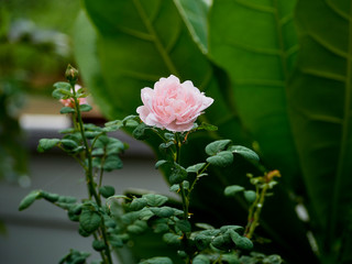 Beautiful roses in an outdoor garden