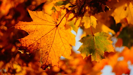 fiery autumn. beautiful maple leaves yellow red in city Park blurred background