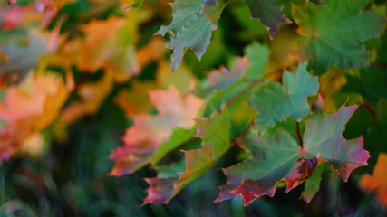 autumn background with multicolored. beautiful maple leaves yellow in city Park blurred background
