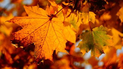 fiery autumn. beautiful maple leaves yellow red in city Park blurred background