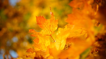 Naklejka na ściany i meble mellow autumn. beautiful maple leaves yellow golden in city Park blurred background