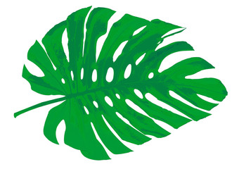 Green Monstera leaf isolated on white background