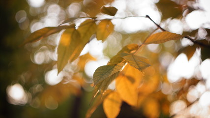 autumn colors of leaves. beautiful ash leaves yellow greenish in the city Park blurred background bokeh
