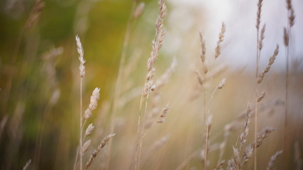 autumn background. autumn field spikes fog foreground blurred background bokeh
