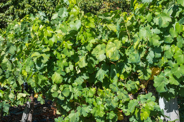 Vineyards in Ribera Sacra, Tronceda, Ourense, Galicia, Spain.