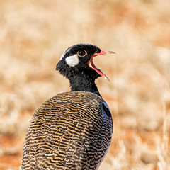 Northern Black Korhaan
