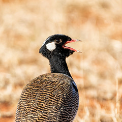 Northern Black Korhaan