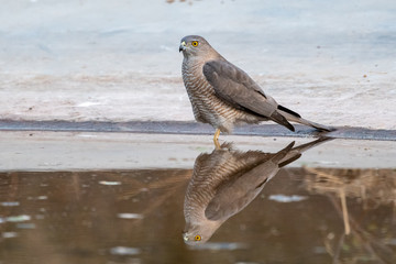 Shikra or Accipiter badius or little banded goshawk quenching thirst with reflection in water near waterhole at jhalana forest reserve, jaipur, rajasthan, india 