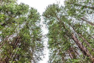 Fototapeta premium Low angle looking up at spruce pine trees forest Conundrum Creek Trail in Aspen, Colorado in 2019 summer