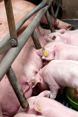  Lactation. Piglets nursing. Pigs at stable. Pigbreeding. Farming Netherlands